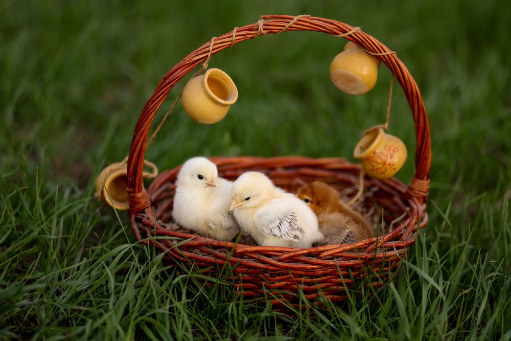 Photograph by Ольга Солодова