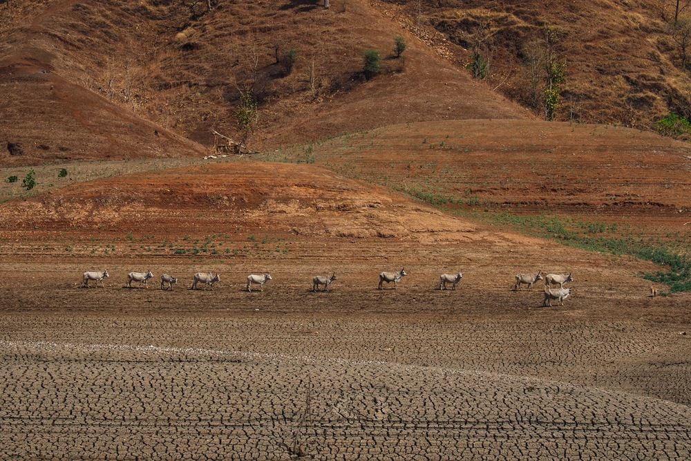 Фотография автора NARAYAN PATEL