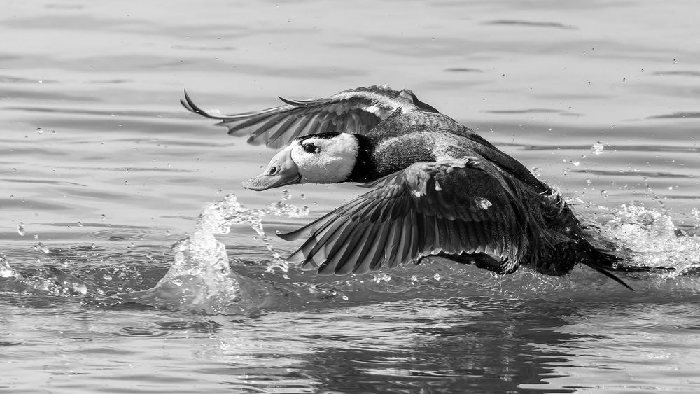 Photograph by Елена Бобаченко