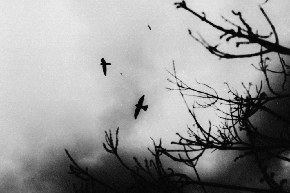 Whispers of Solitude