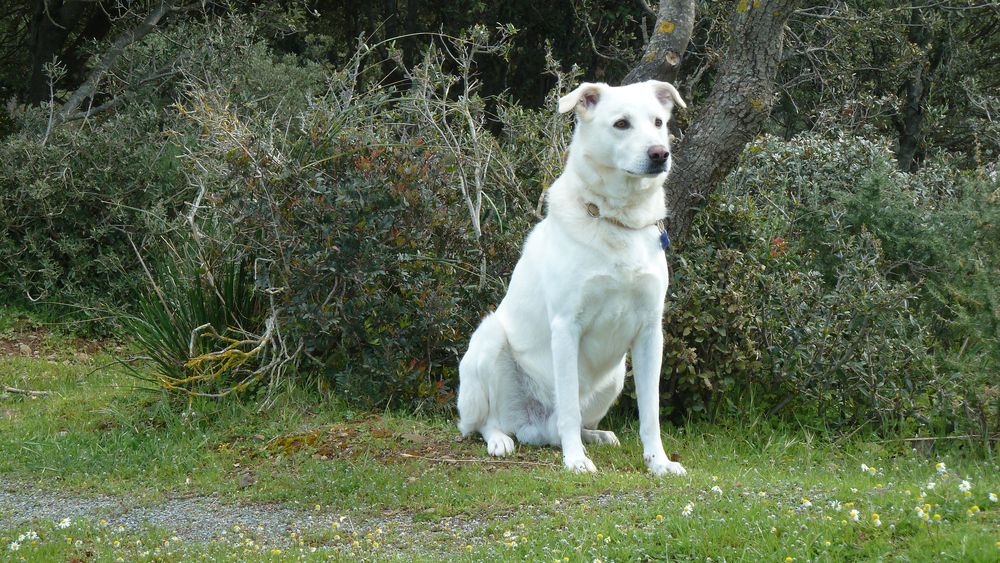 White dog
