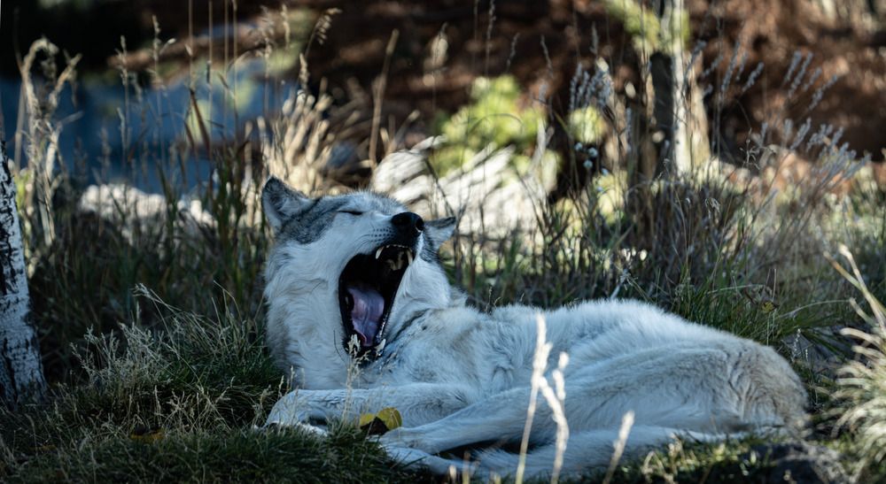 Photograph by Athul Konikkara