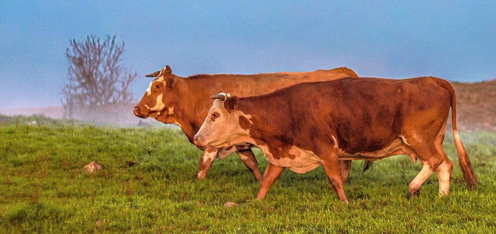 Photograph by Дмитрий Куркулин