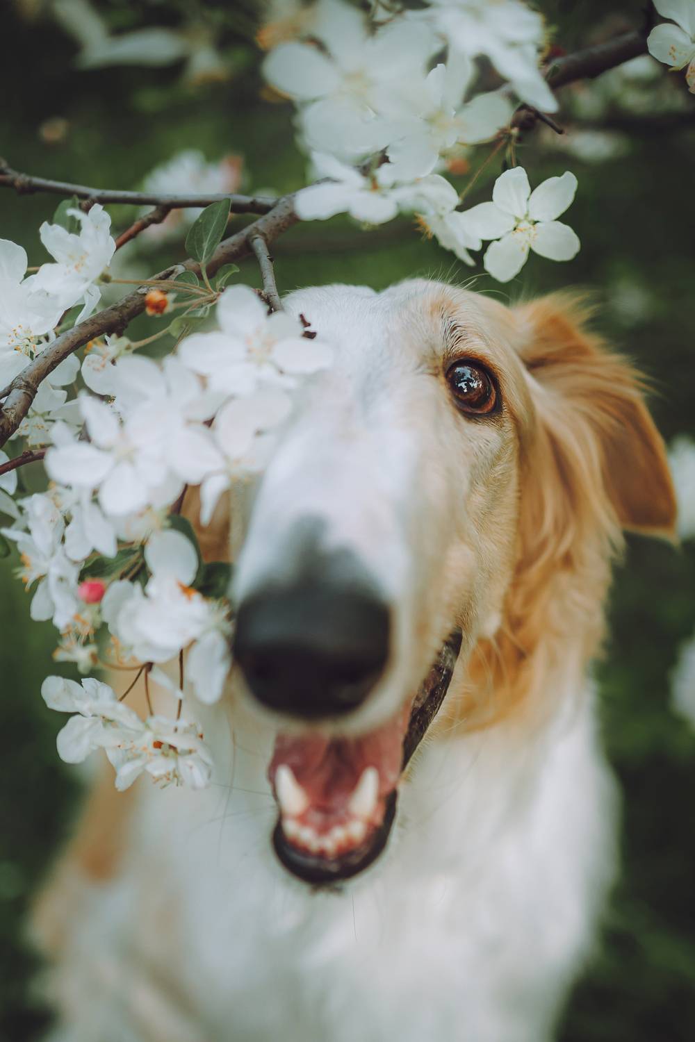 Фотография #12809376