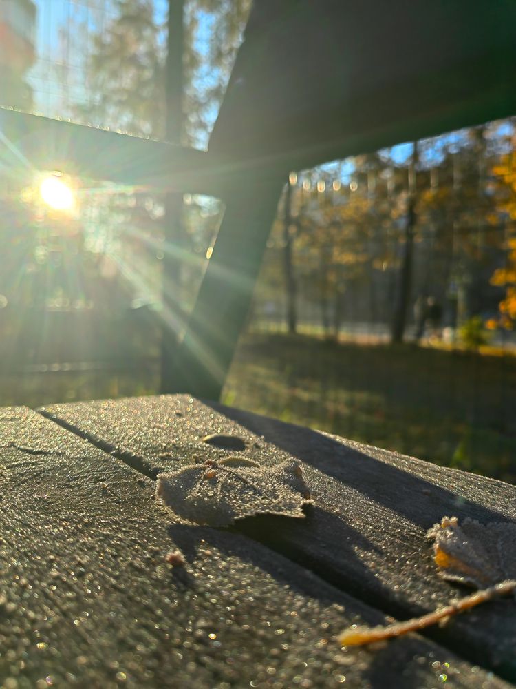 Первая изморозь
