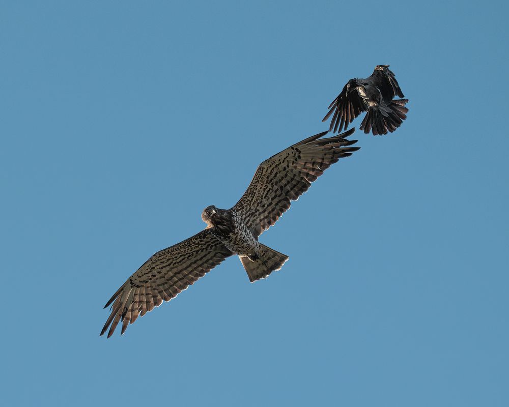 Photograph by PAPKIAURI TORNIKE