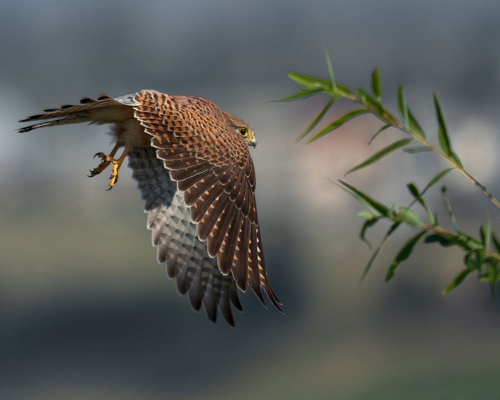 Photograph by PAPKIAURI TORNIKE