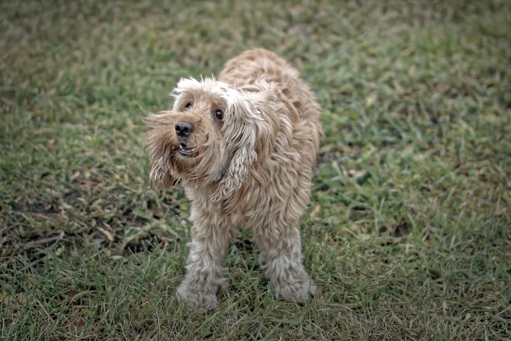 Фотография автора Анатолий Дауров