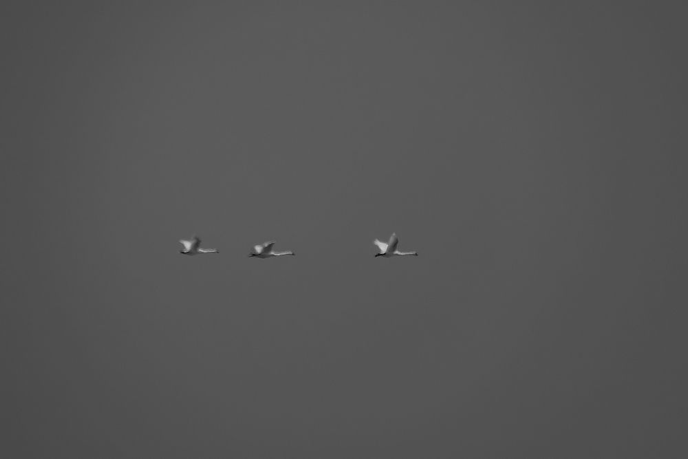 Photograph by Михаил Косолапов