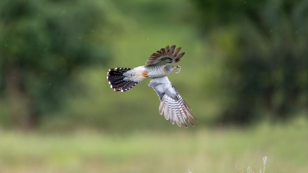 Фотография автора Chandramouli Chandramouli