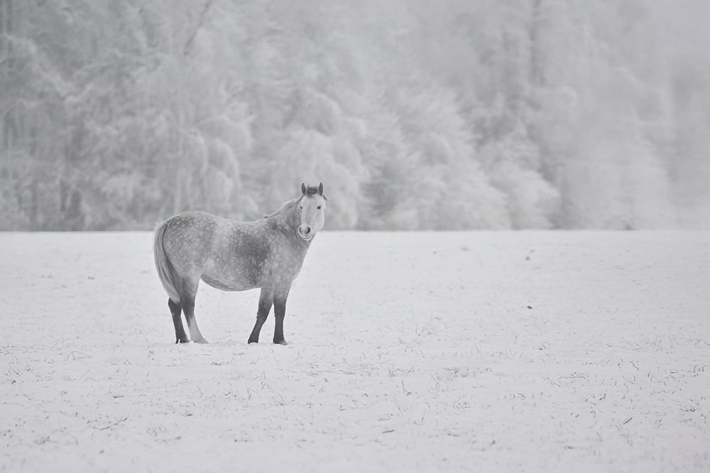 Photograph by Nephotograph