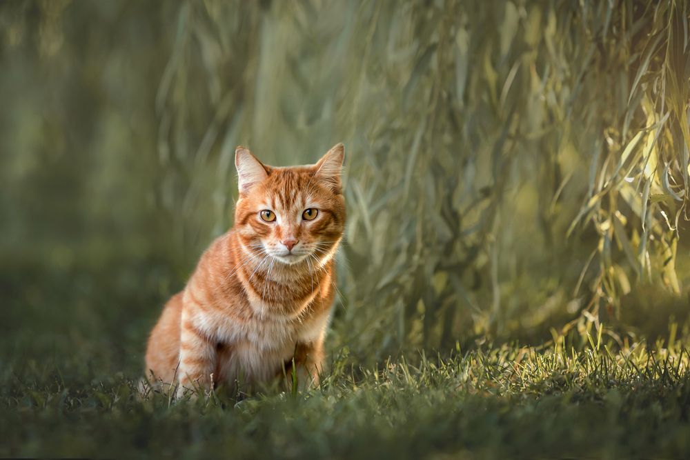 Photograph by Екатерина Киреева