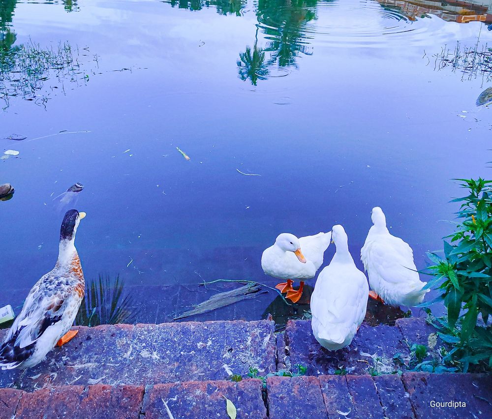 Photograph by Ayush Sah