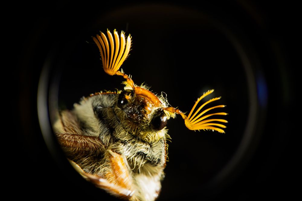 Майский жук