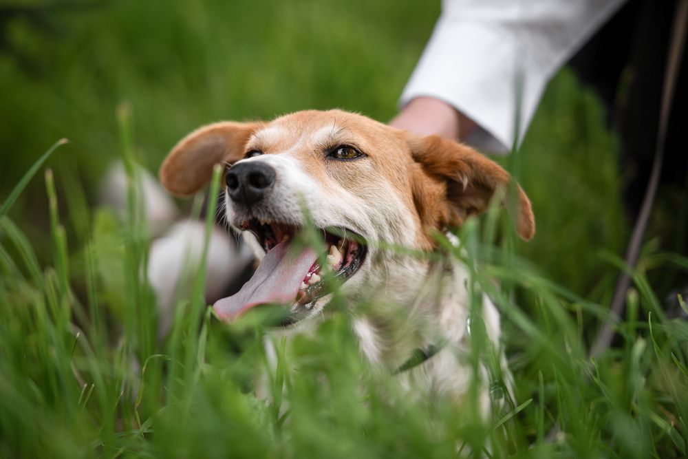 Photograph by Алла Киржинова