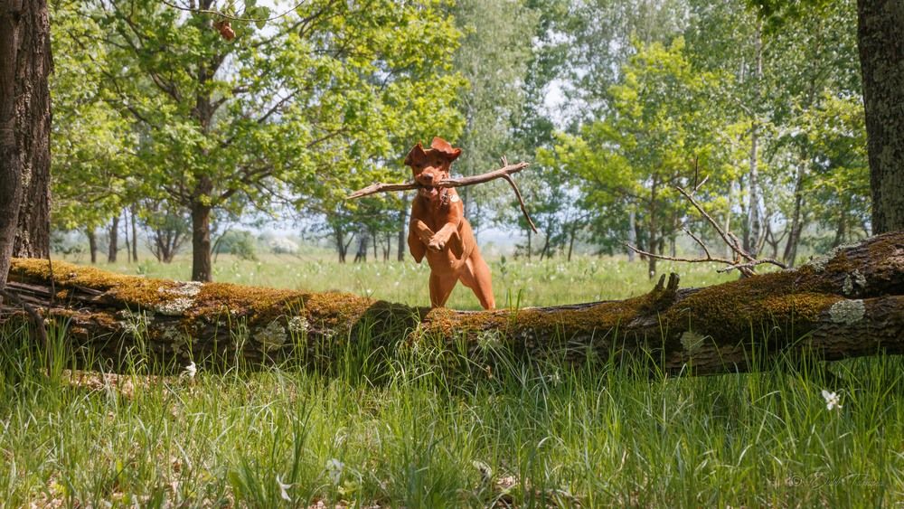 Фотография автора Dubb Tamara