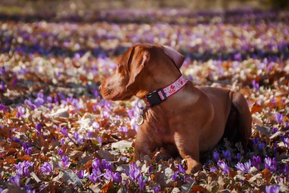 Фотография автора Dubb Tamara