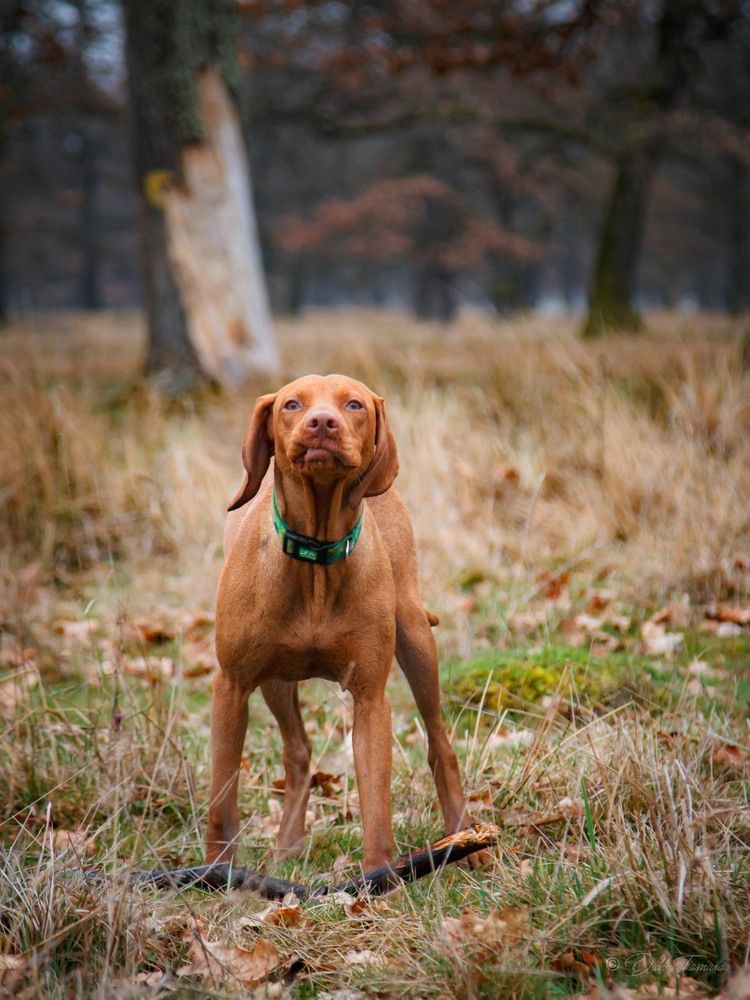 Фотография автора Dubb Tamara