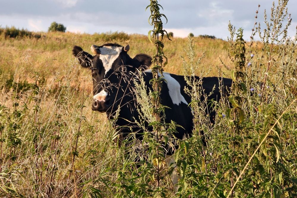 Photograph by DMITRIY DULIN