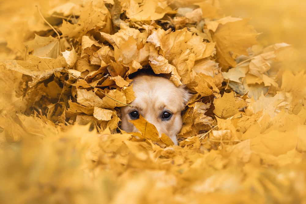 Фотография автора Екатерина Киреева