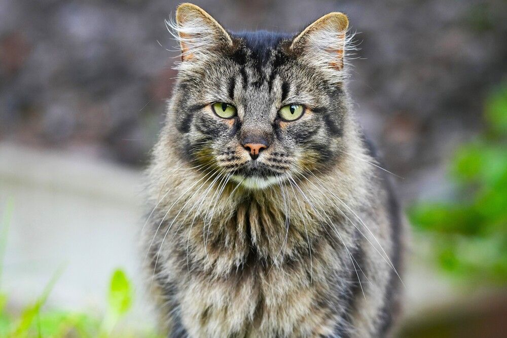 Фотография автора Елена Викторовна