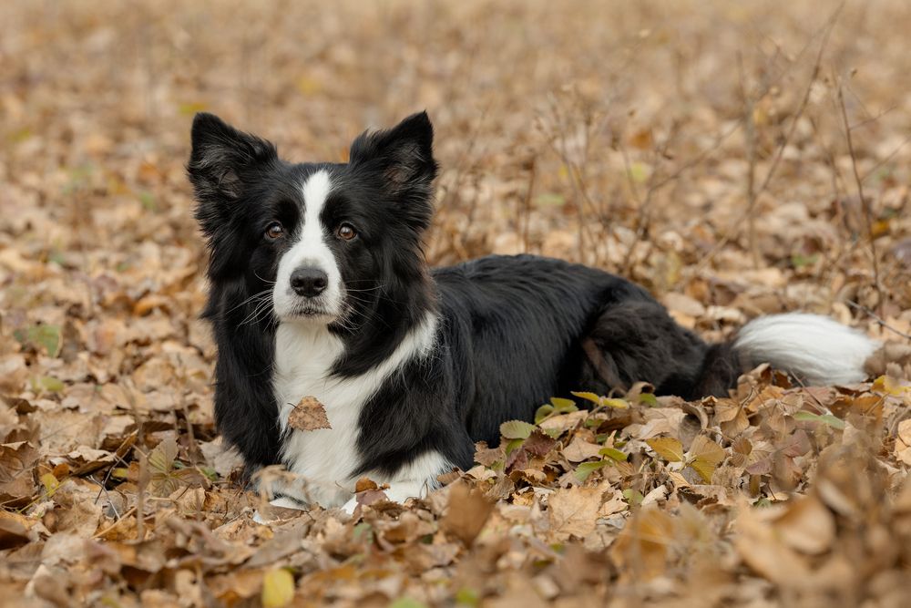 Photograph by Алина Дудорова