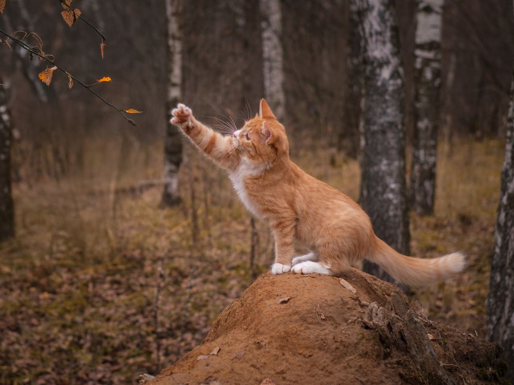 Photograph by Dina Damotseva