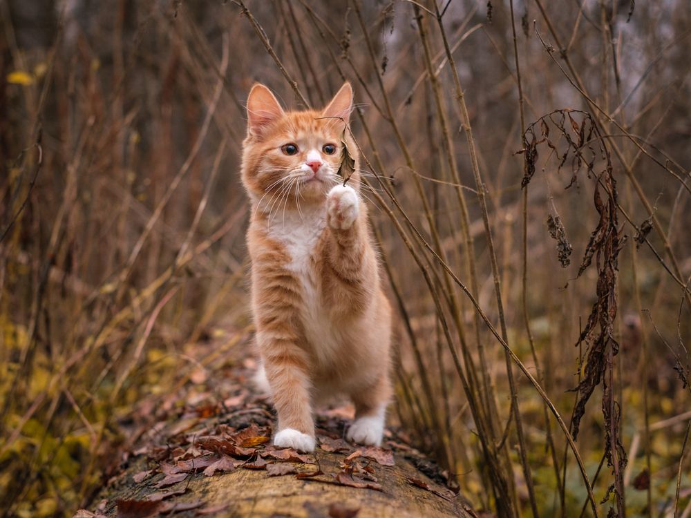 Photograph by Dina Damotseva