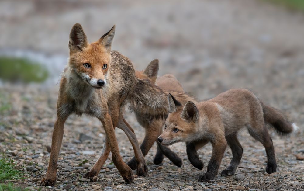 Photograph by Плеханов Александр