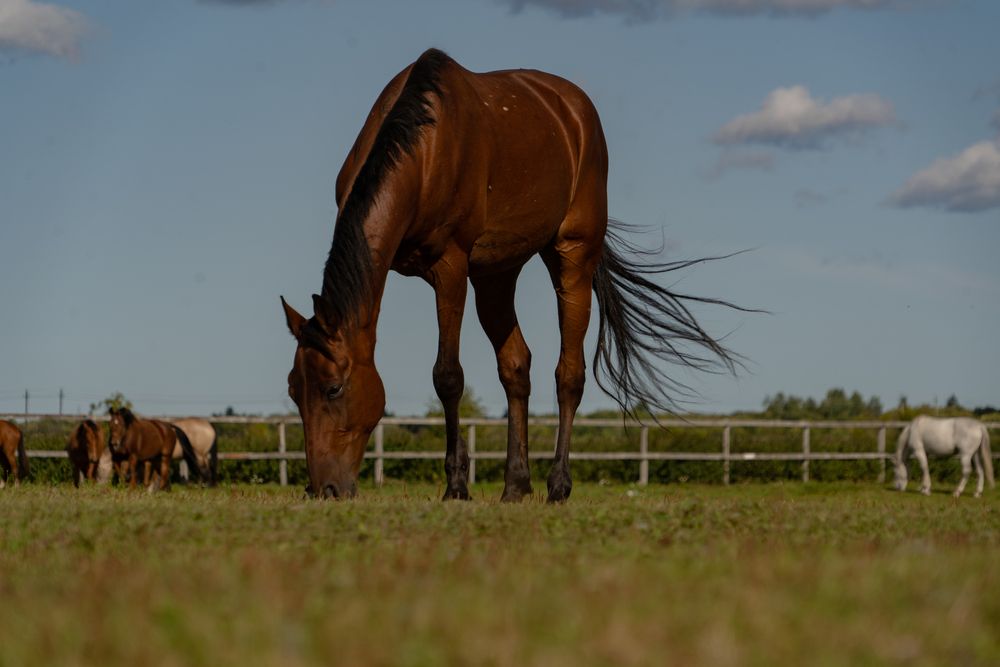 Photograph by Евгения Ковригина