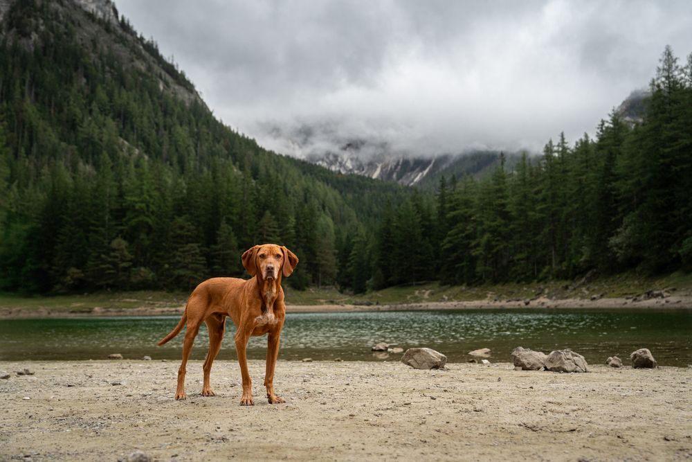 Фотография автора Krisztián Csalami