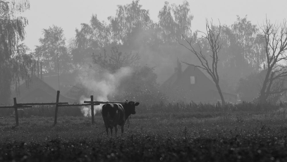 Photograph by Николай Протасеня