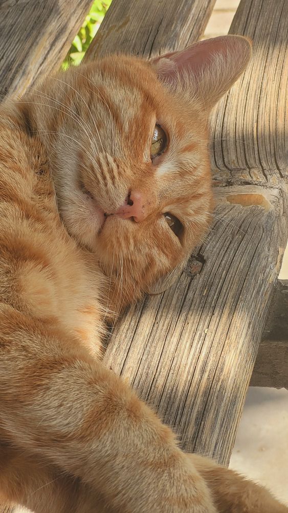 Photograph by Rahele Almassi