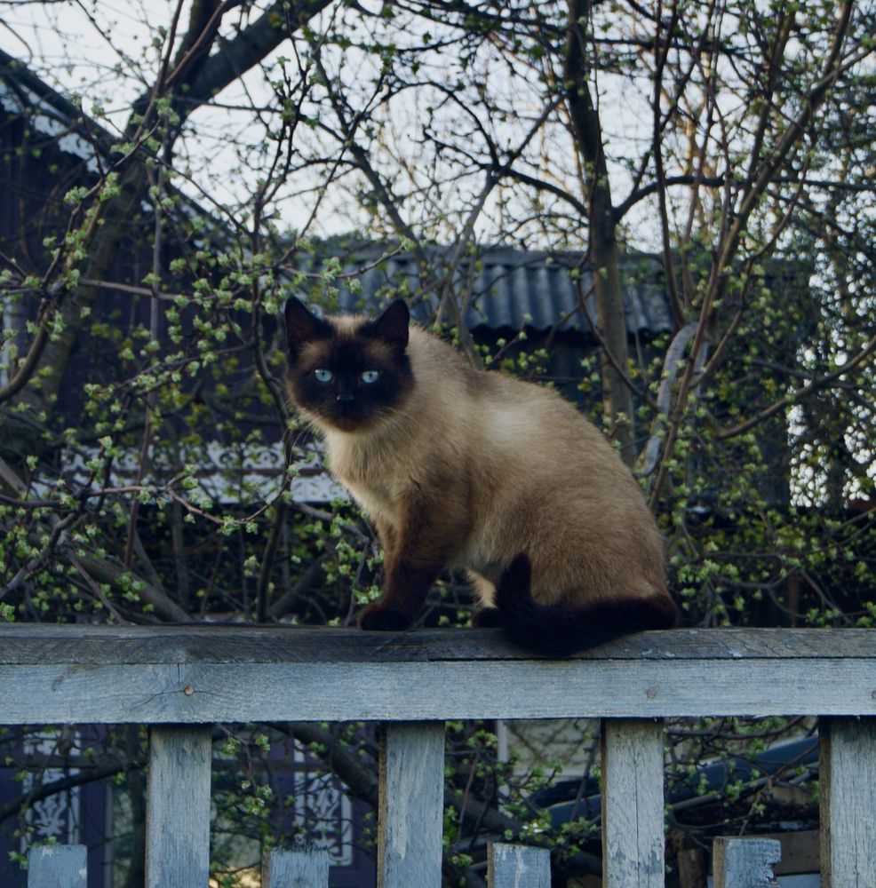 Фотография автора Militha Wut