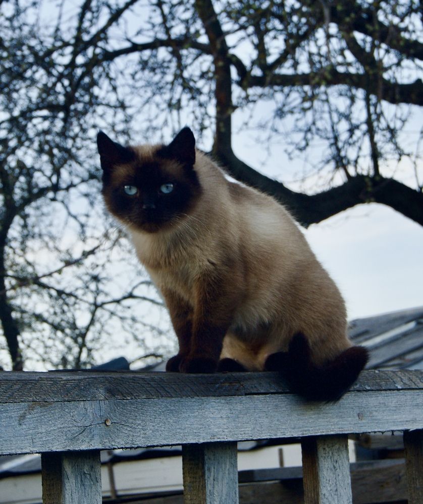 Фотография автора Militha Wut