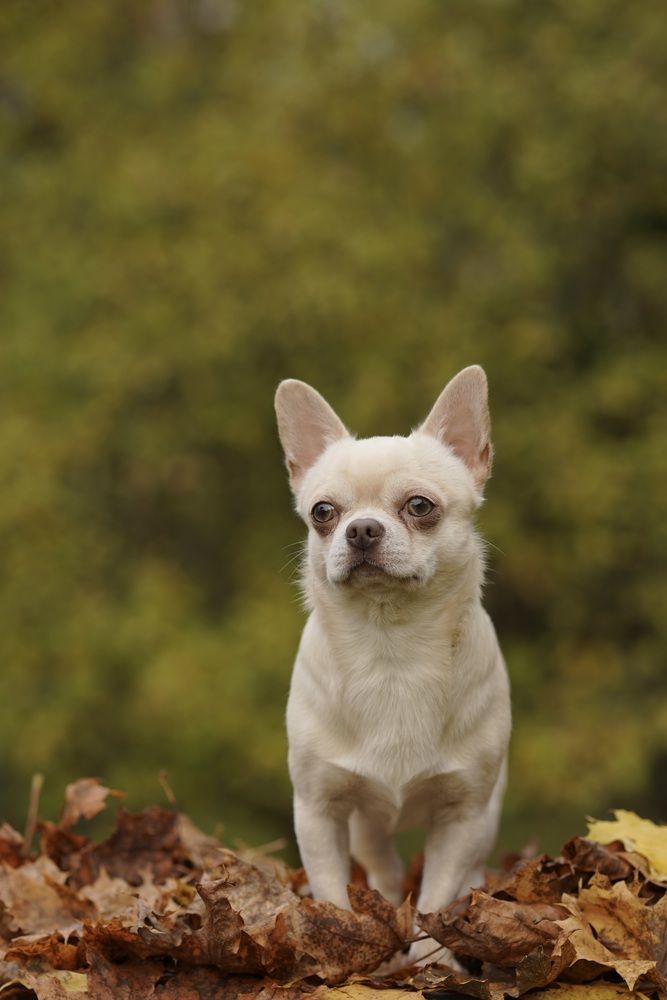 Лёва на природе