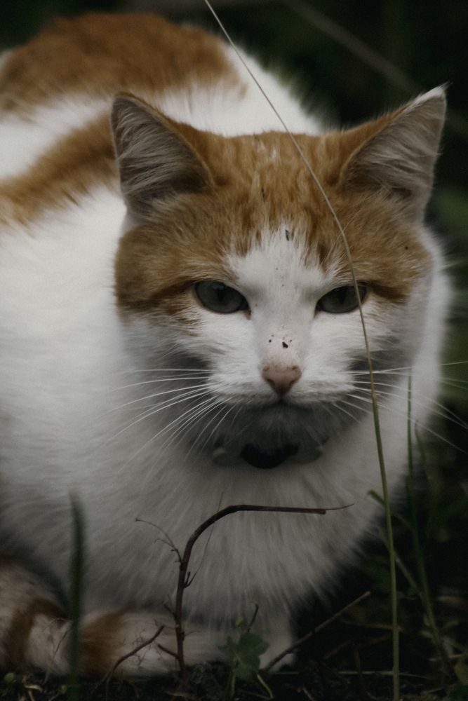 Photograph by Анастасия Псарёва