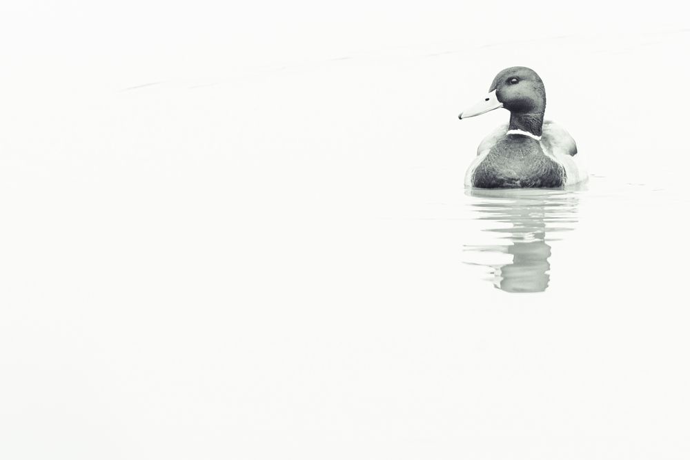 Photograph by Alberto