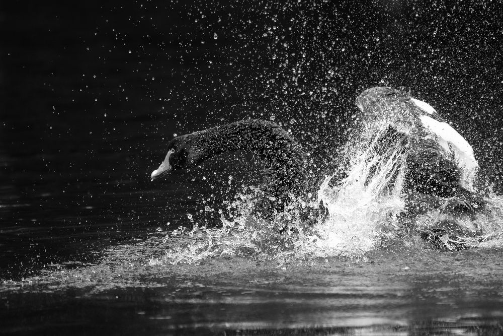 Photograph by Alin Bicas