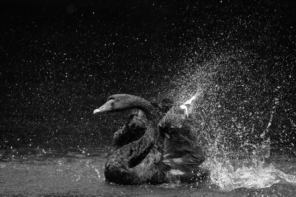 Photograph by Alin Bicas