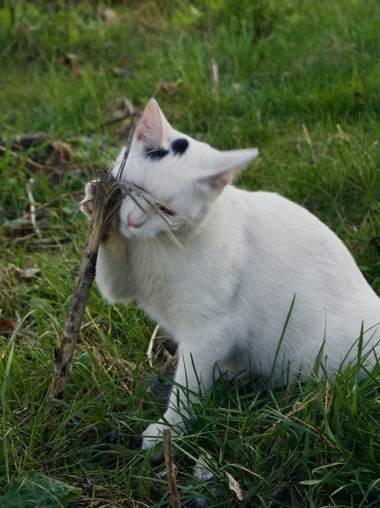 Фотография автора Militha Wut