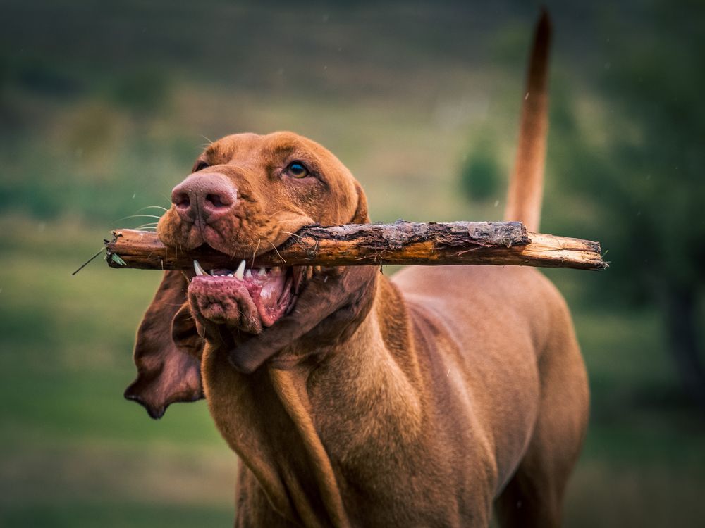 The Treasure Of The Field