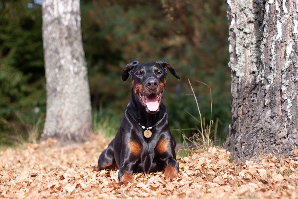 Photograph by Елена Иванова