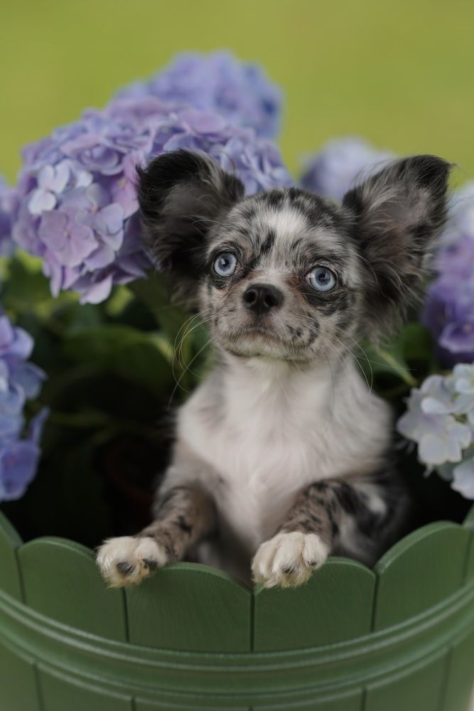 Микаэль и гортензия