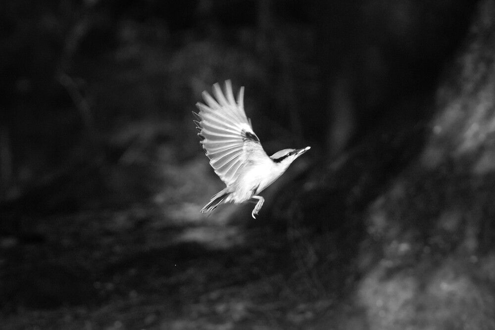 Фотография автора Елена Викторовна