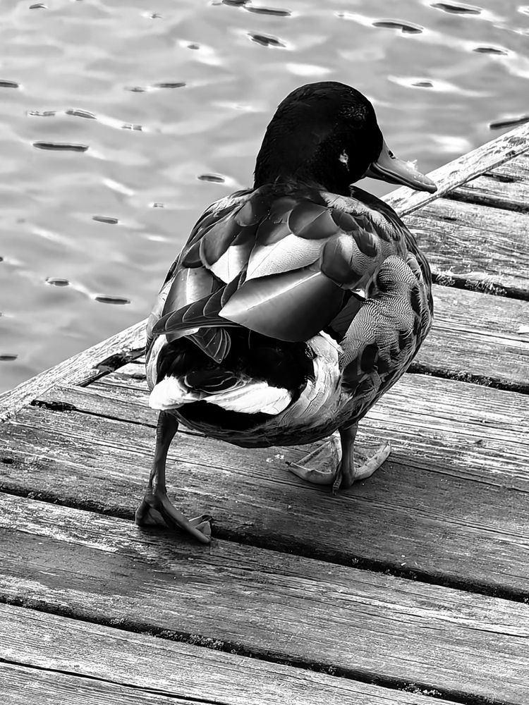 Фотография автора Елена