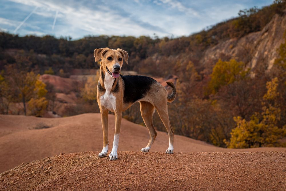 Фотография автора Krisztián Csalami