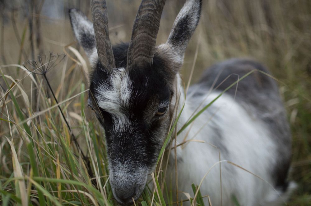 Фотография автора Елена Максимова
