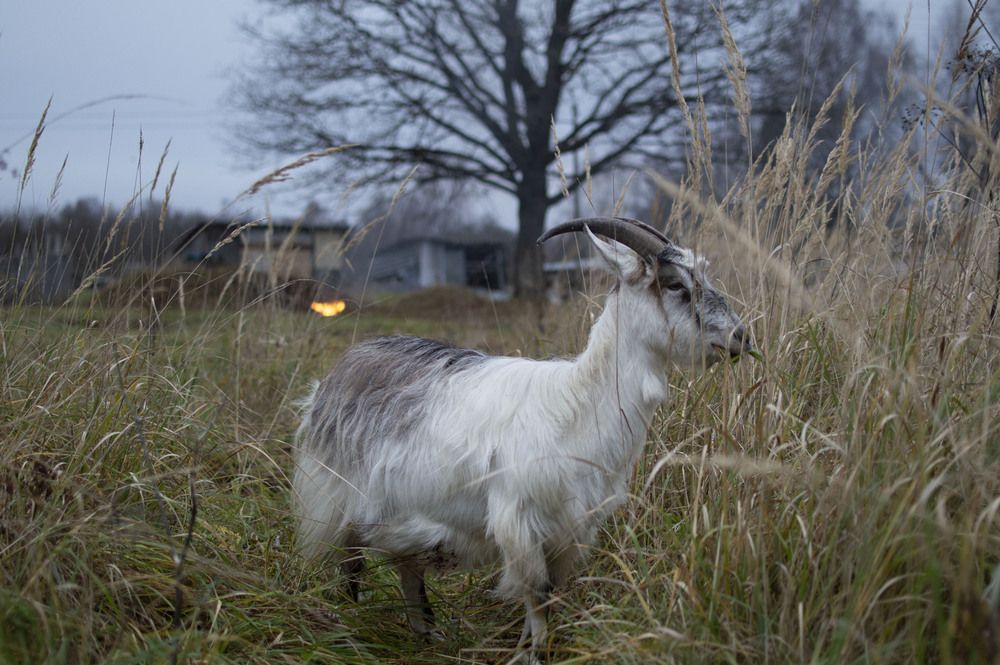 Фотография автора Елена Максимова