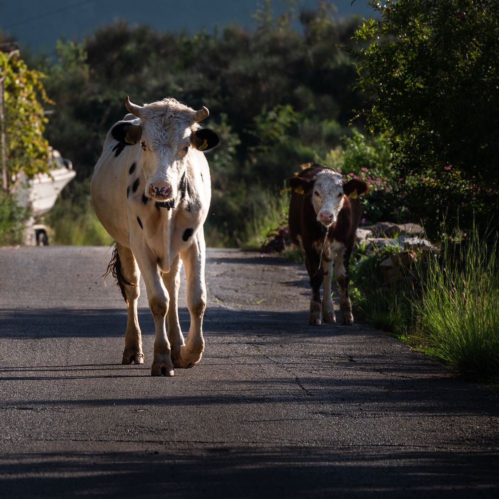 Photograph by Анна Стрелковская